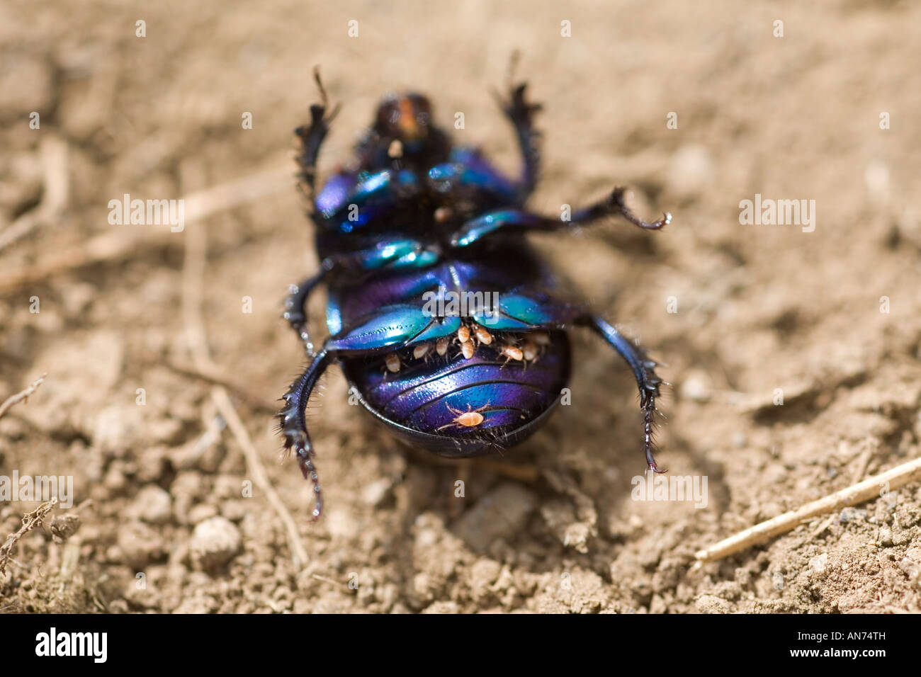 Los ácaros ((Poecilochirus Phoretic carabi) sobre un escarabajo del estiércol (Geotrupes stercorarius). Acariens phorétiques sur onu retourné bousier Foto de stock