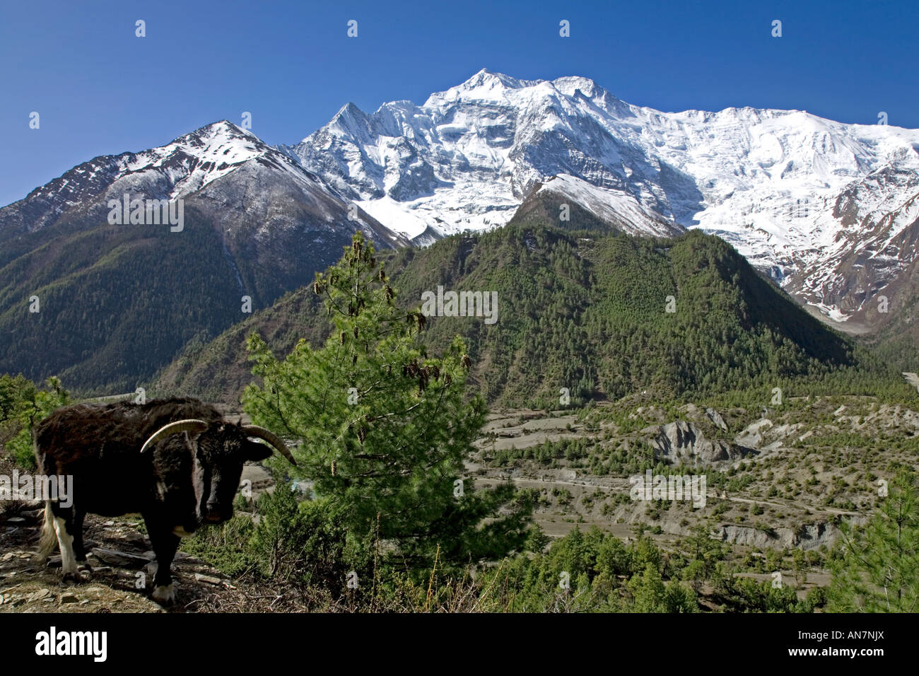 Annapurna ll (7937m) y el toro. Circuito de Annapurna trek. Nepal Foto de stock