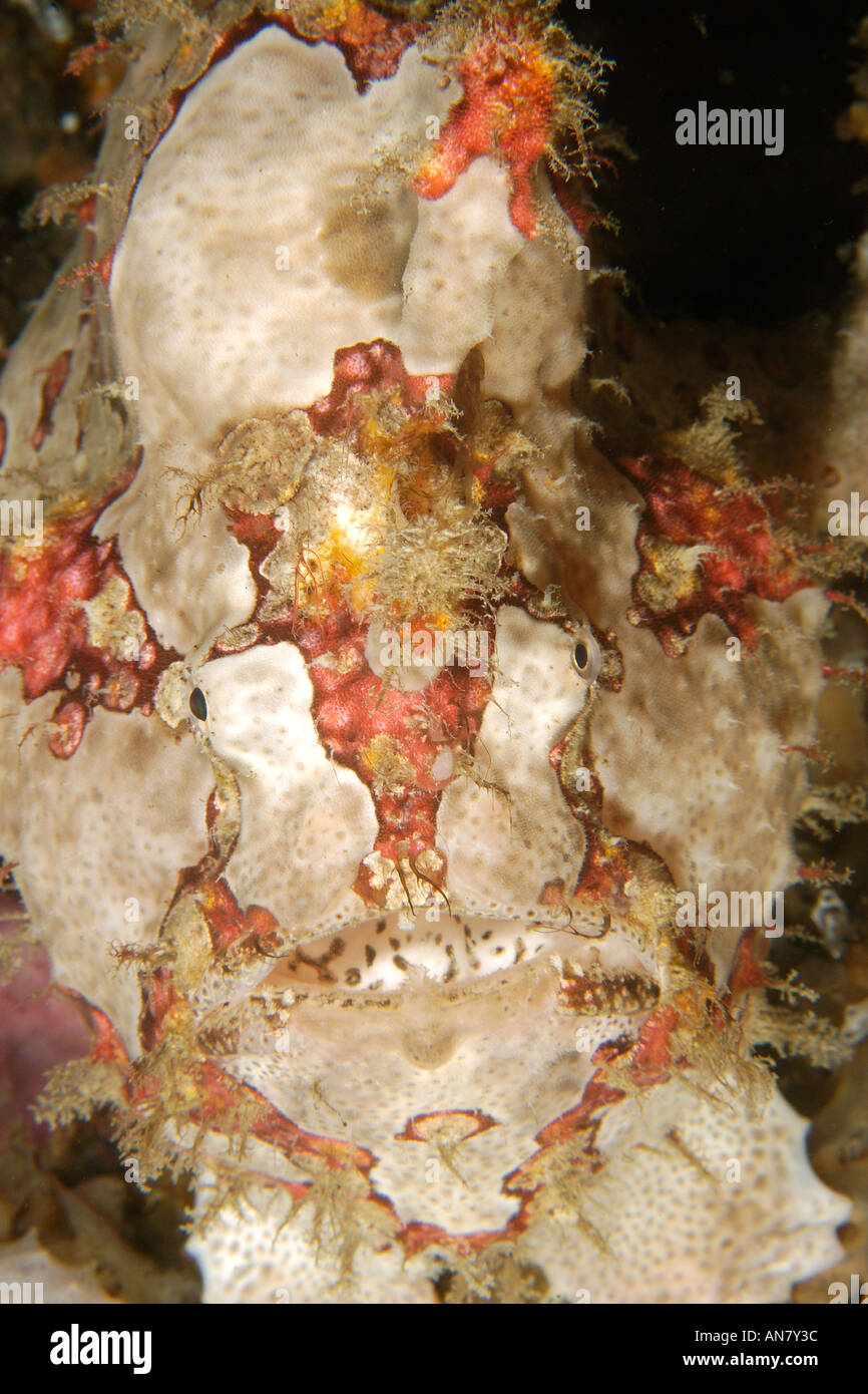 Antennarius commersoni frogfish gigante cabeza detalle Puerto Galera Mindoro Filipinas Foto de stock