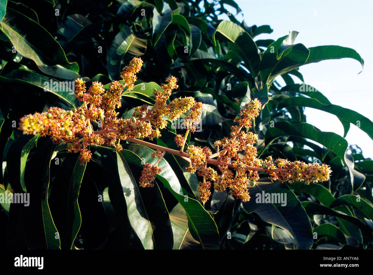 Flores de mango Mangifera indica L Margao, Goa, India Asia Foto de stock