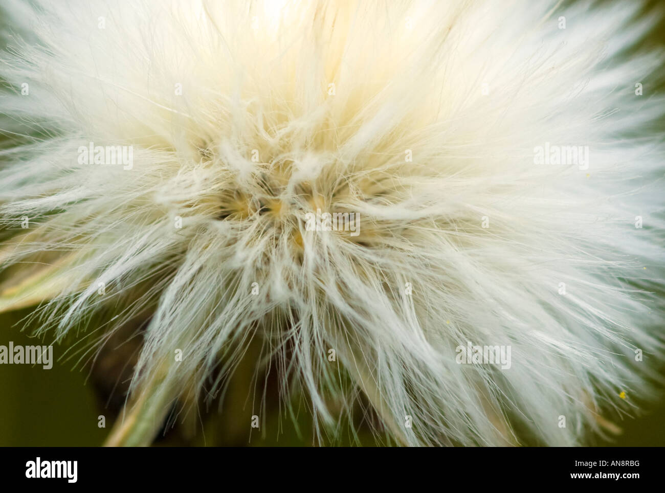 Macro Fotografía de una cabeza de semillas Foto de stock