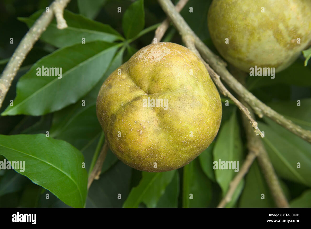 árbol de zapote fotografías e imágenes de alta resolución Alamy