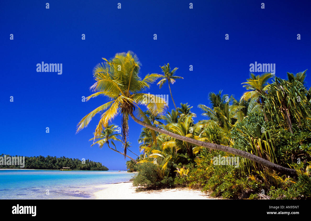 Una playa de postal en el remoto atolón Aitutaki Islas Cook playa bordeada de palmeras. Foto de stock