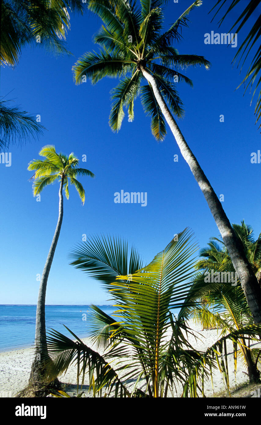 Una playa de postal en el remoto atolón Aitutaki Islas Cook playa bordeada de palmeras. Foto de stock