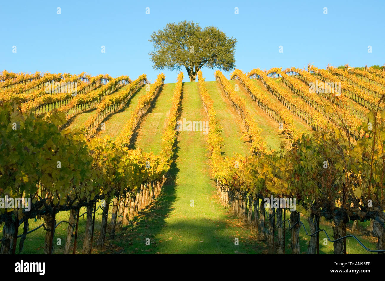 Ver otoño tardío de un viñedo en el valle de Alexander, Sonoma, CA. Foto de stock