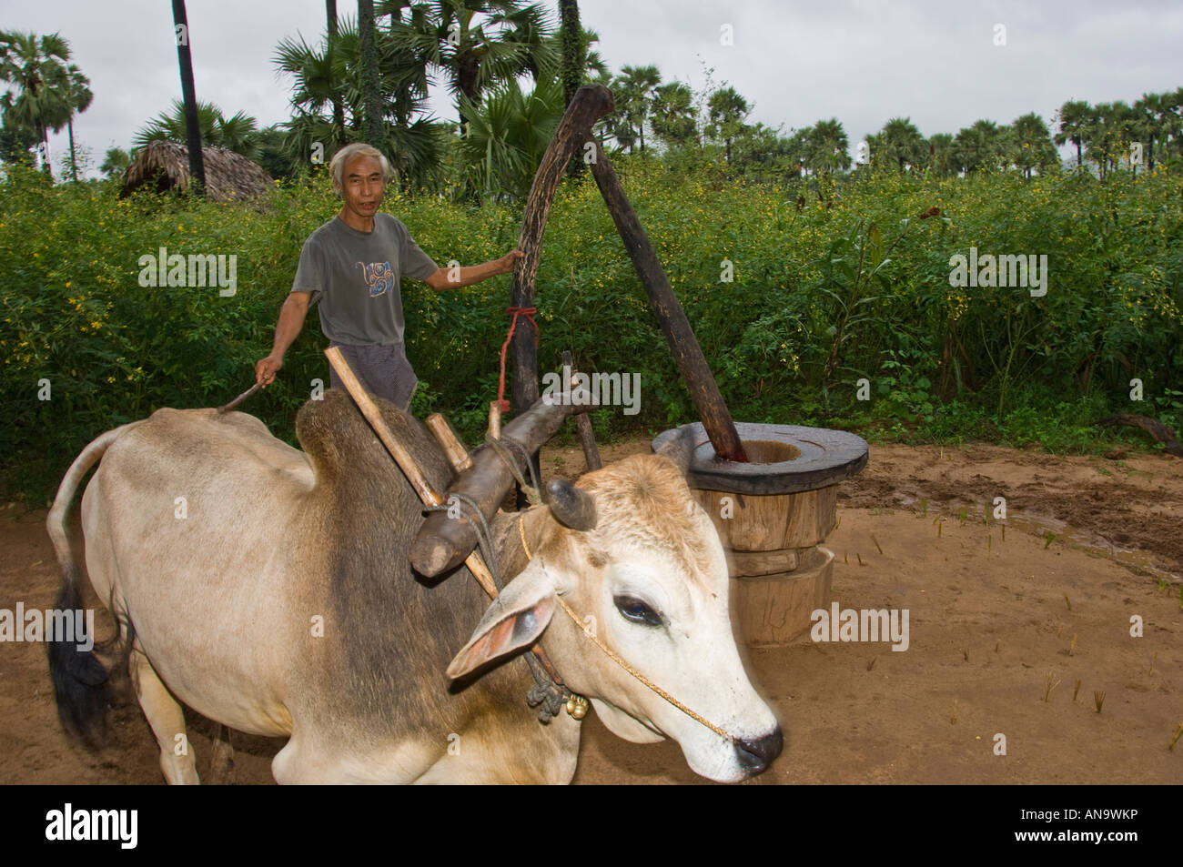 Agricultor birmano ginding cacahuetes en ox prensa de aceite accionado Foto de stock