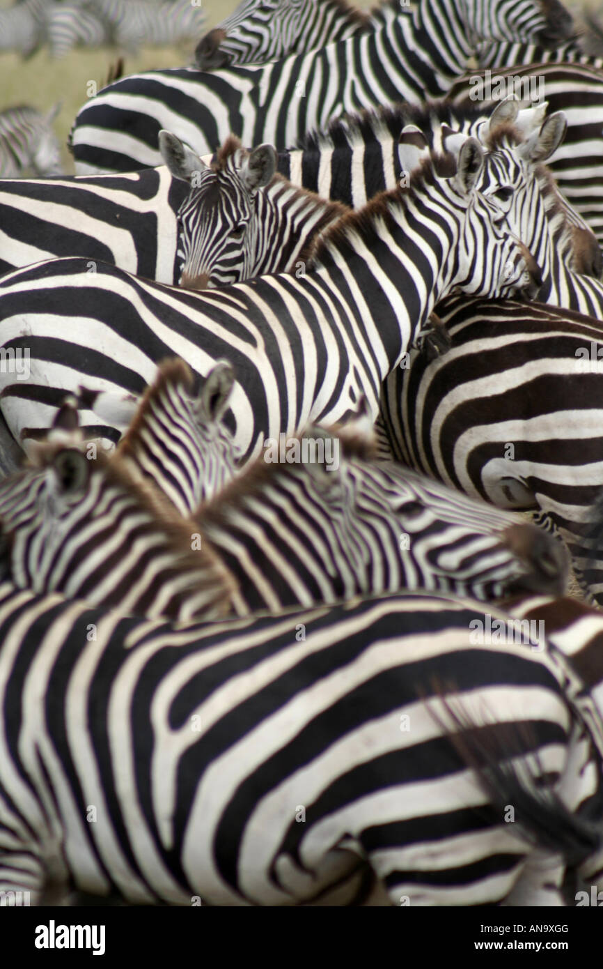 Cebras en el Parque Nacional de Serengeti, reserva de caza, Tanzania, África oriental Foto de stock