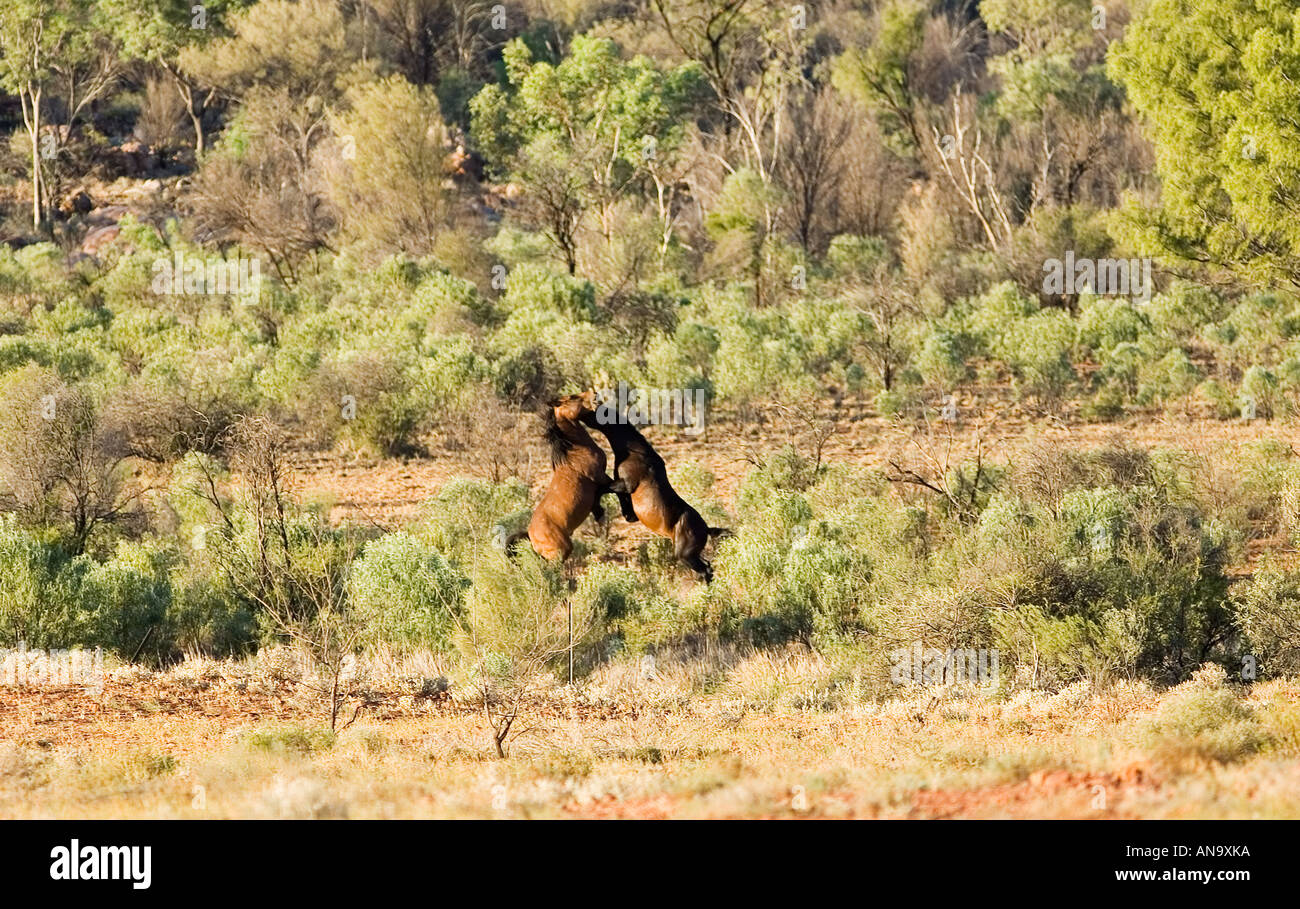 Mustangs de combates en el centro rojo del Territorio Norte de Australia Foto de stock