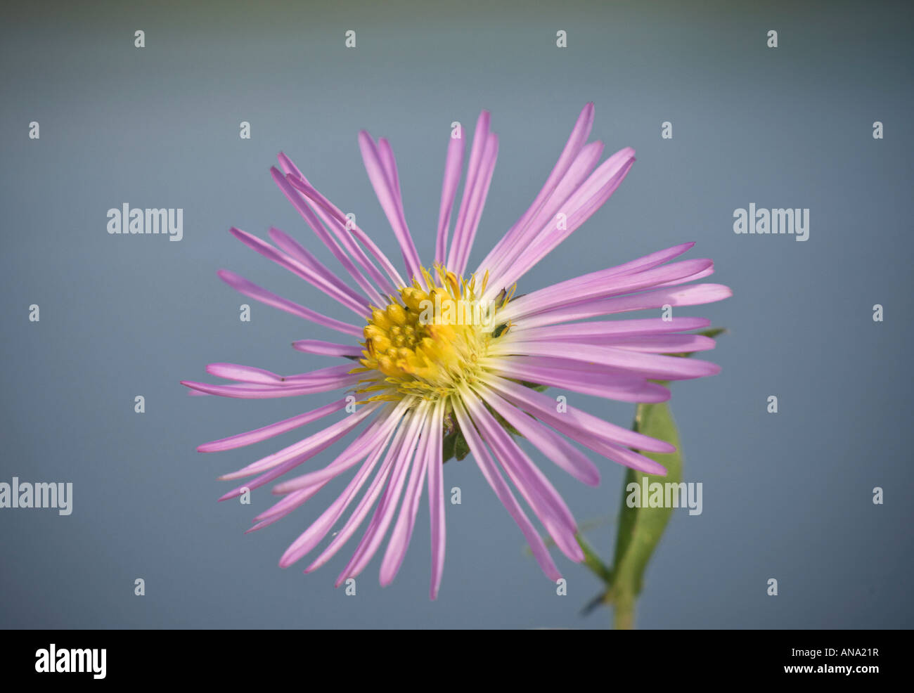 Aster flor morada solo bastante fino amarillo pétalo wildflower Fotografía  de stock - Alamy