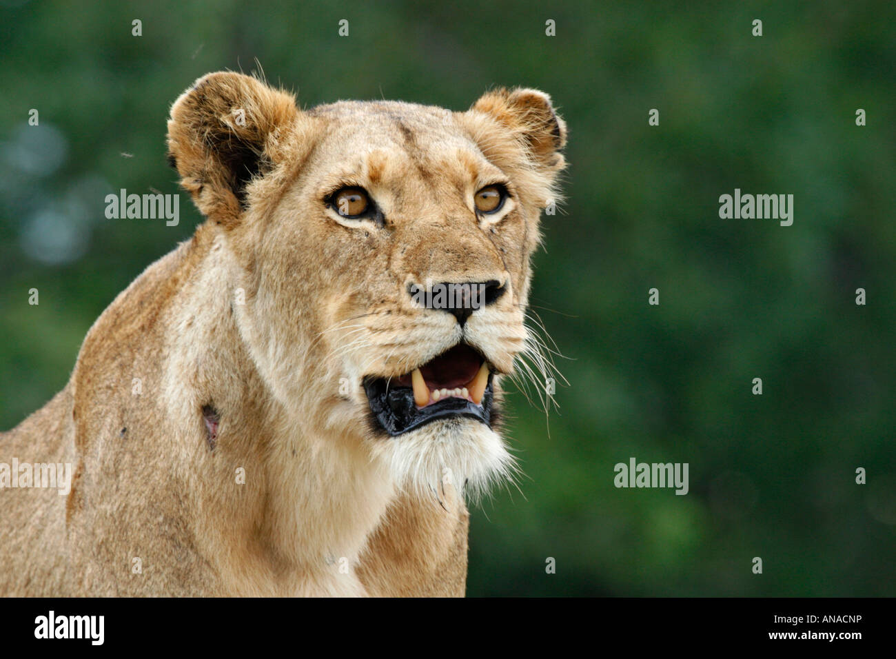 Retrato de un león con la boca abierta mostrando los dientes afilados Foto de stock