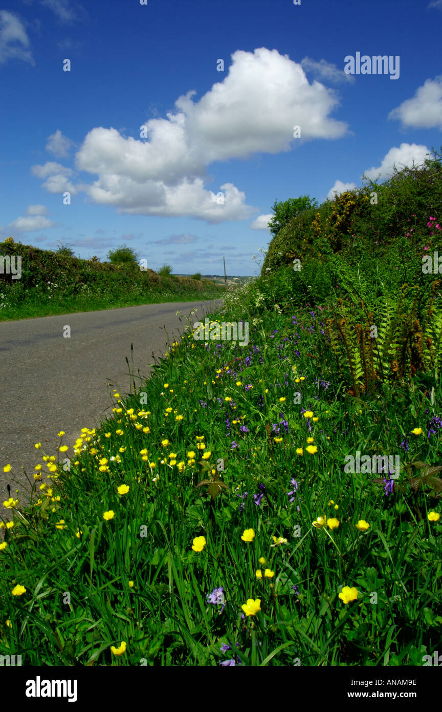 Borde de carretera mostrando flores incluyendo ranúnculos y campanillas Cornwall Mayo de 2005 Foto de stock