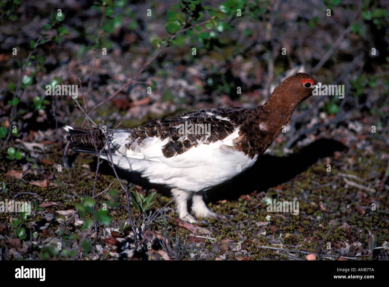 Willow ptarmigan Lagopus lagopus en Denali National Park Foto de stock