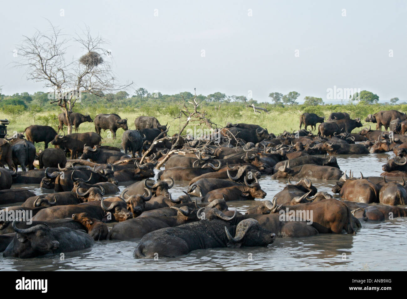 Gran manada de búfalos africanos de revolcarse en waterhole Foto de stock