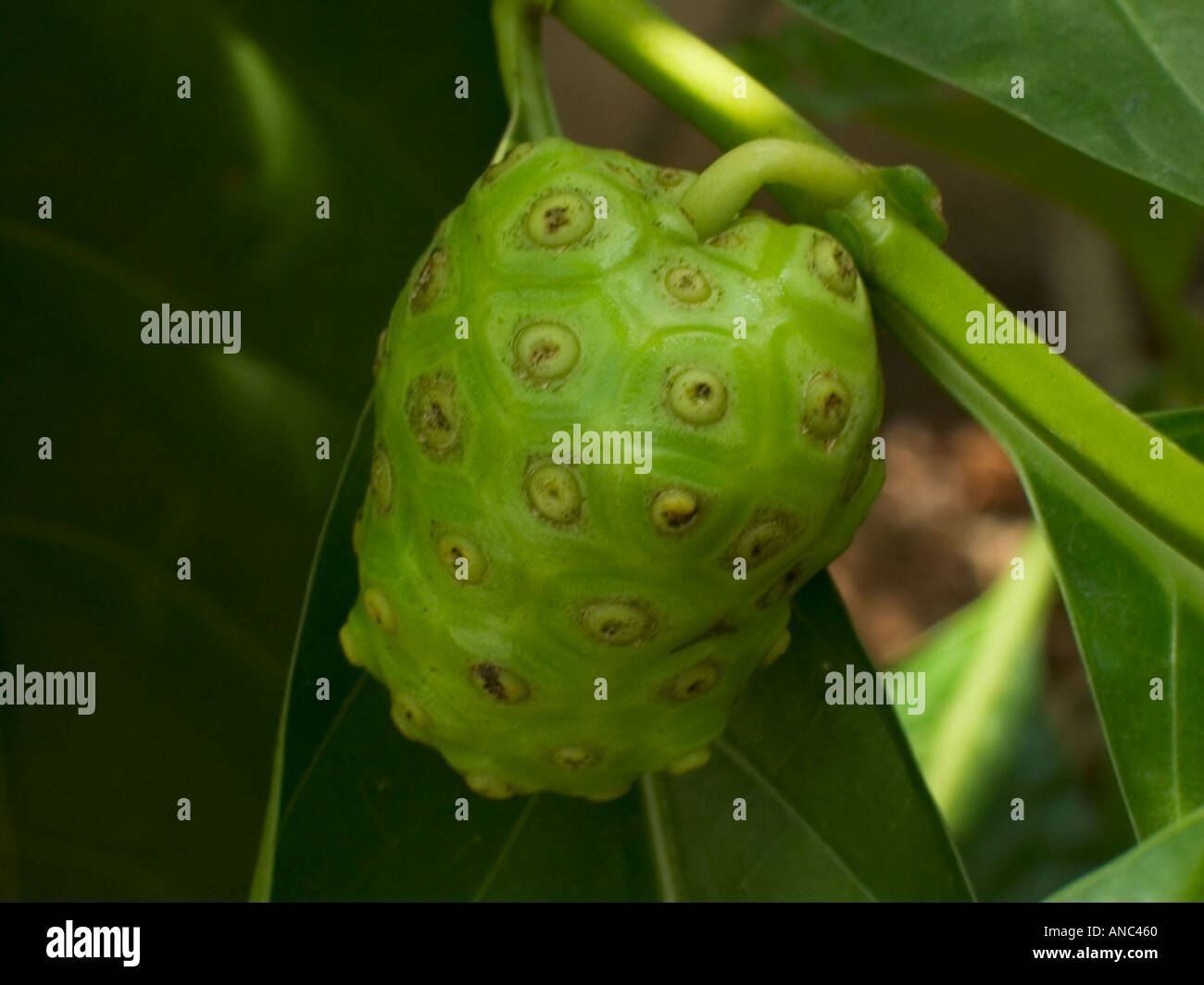 Noni Panamá plantas medicinales Fotografía de stock Alamy