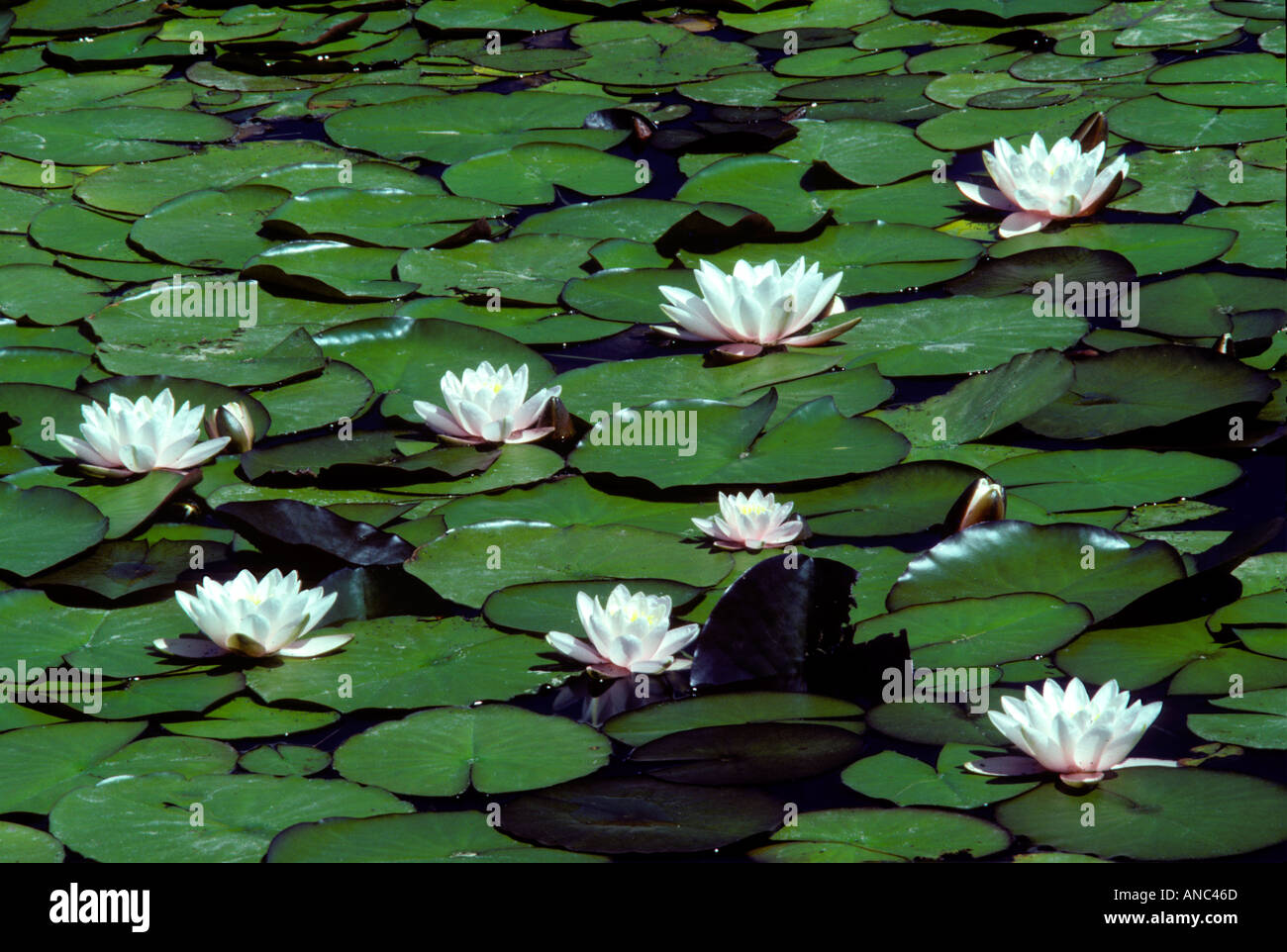 Lirios de estanque fotografías e imágenes de alta resolución - Alamy
