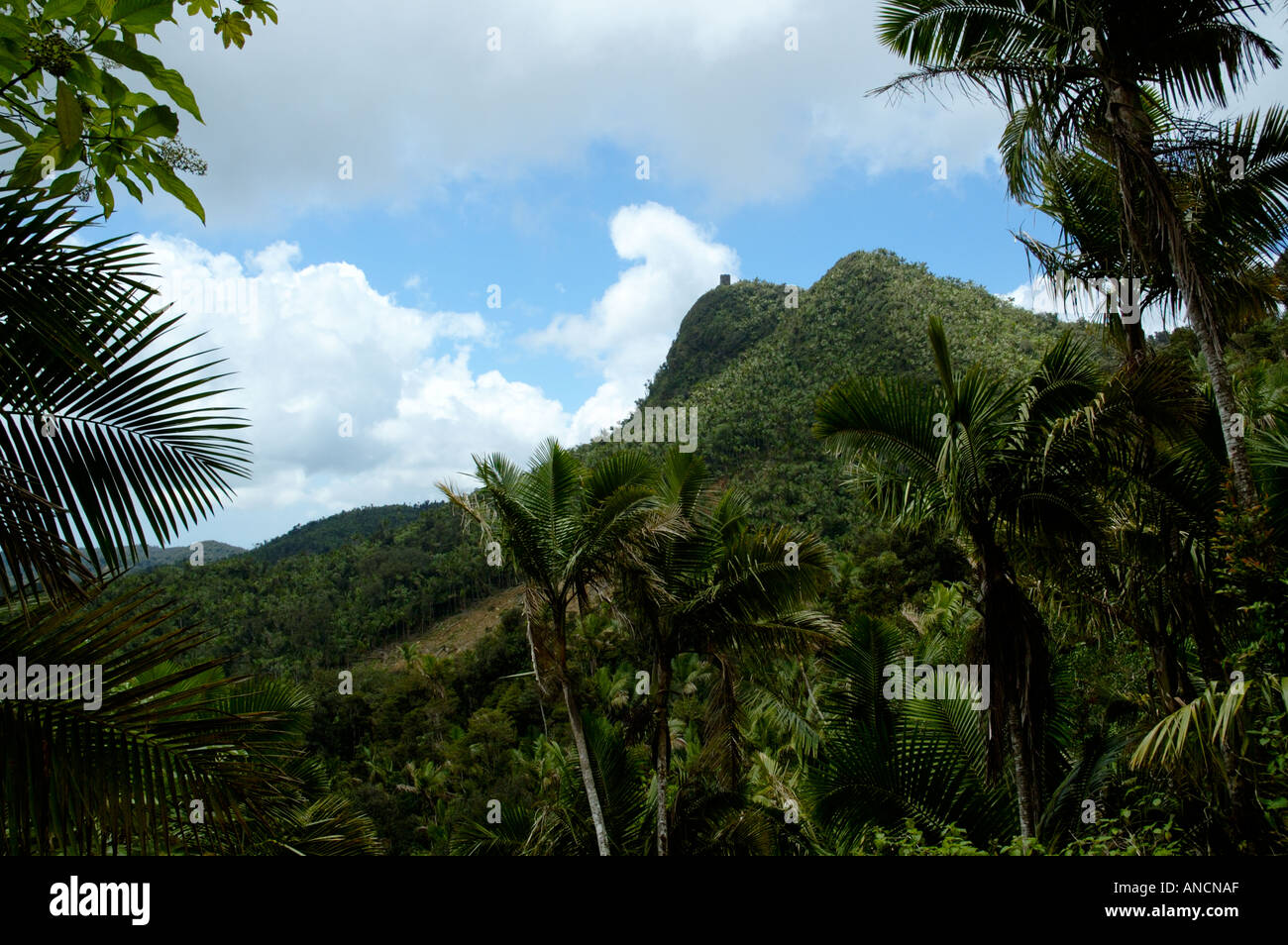 Selva tropical de puerto rico fotografías e imágenes de alta resolución Alamy