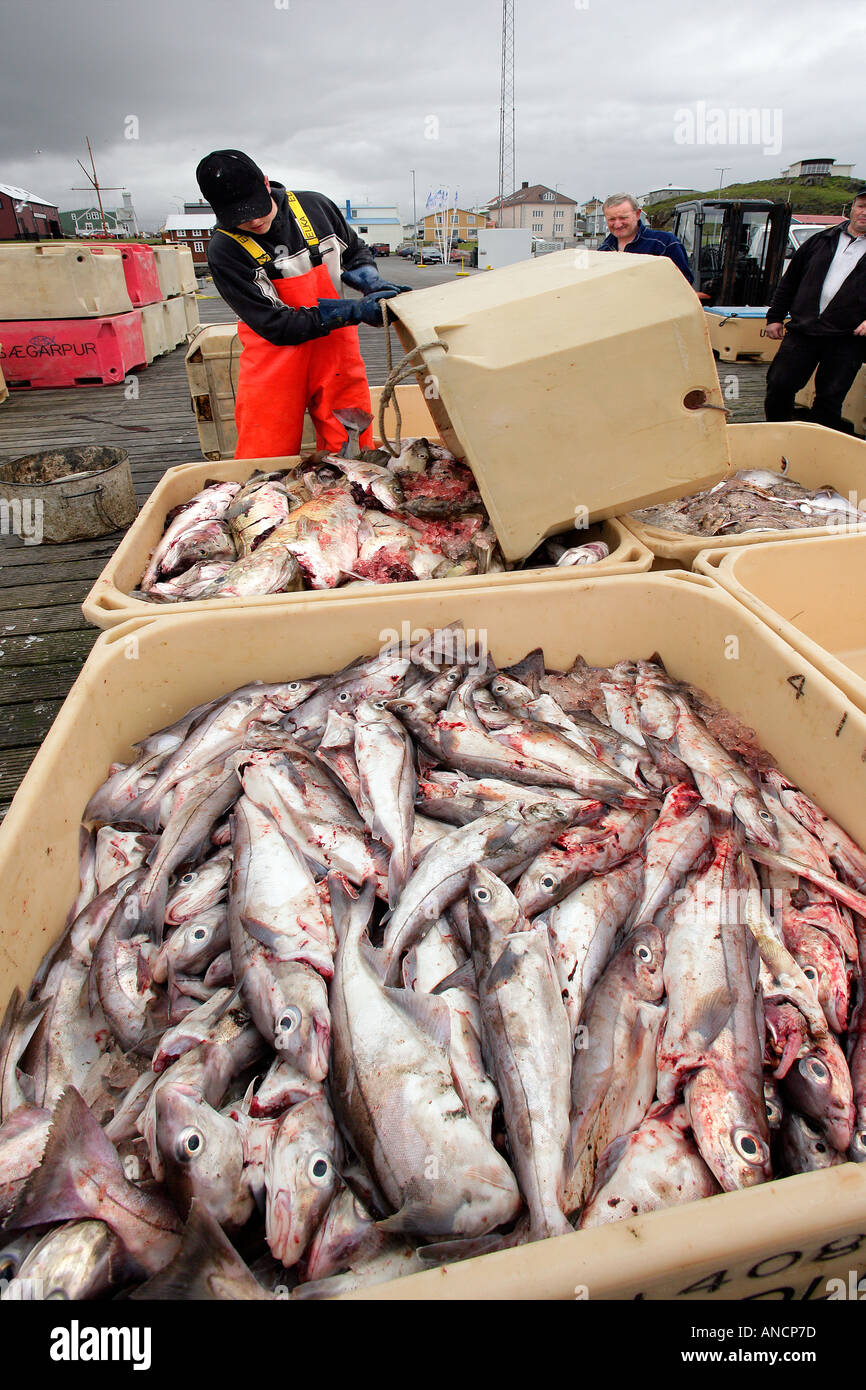 Pescador comercial Stykkisholmur Islandia Foto de stock