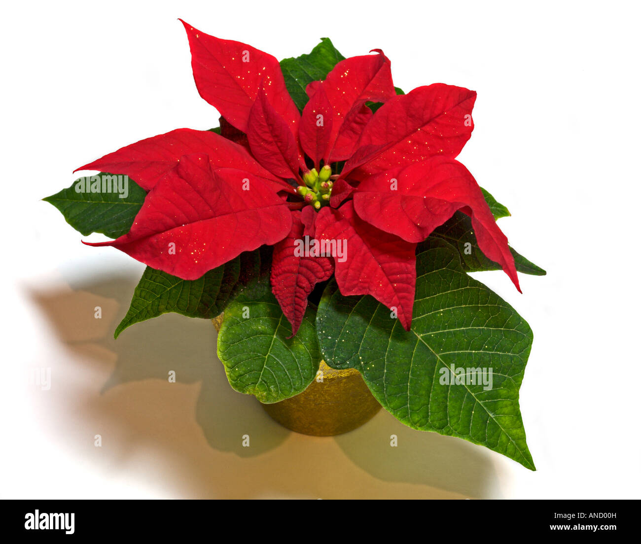 Poinsettia rojo Foto de stock