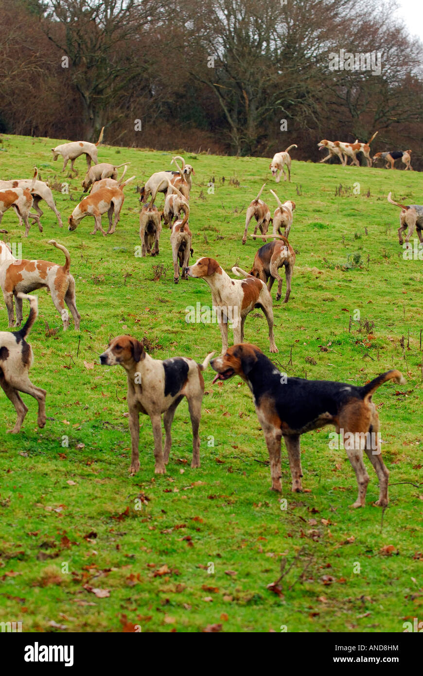 La caza con perros a la