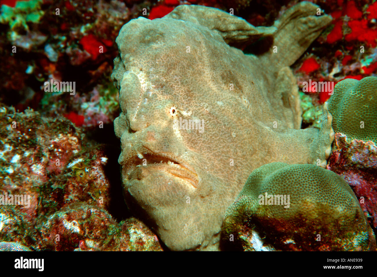 S frogfish Commerson Antennarius commersoni Palea Punto Oahu Hawai N Pacífico Foto de stock