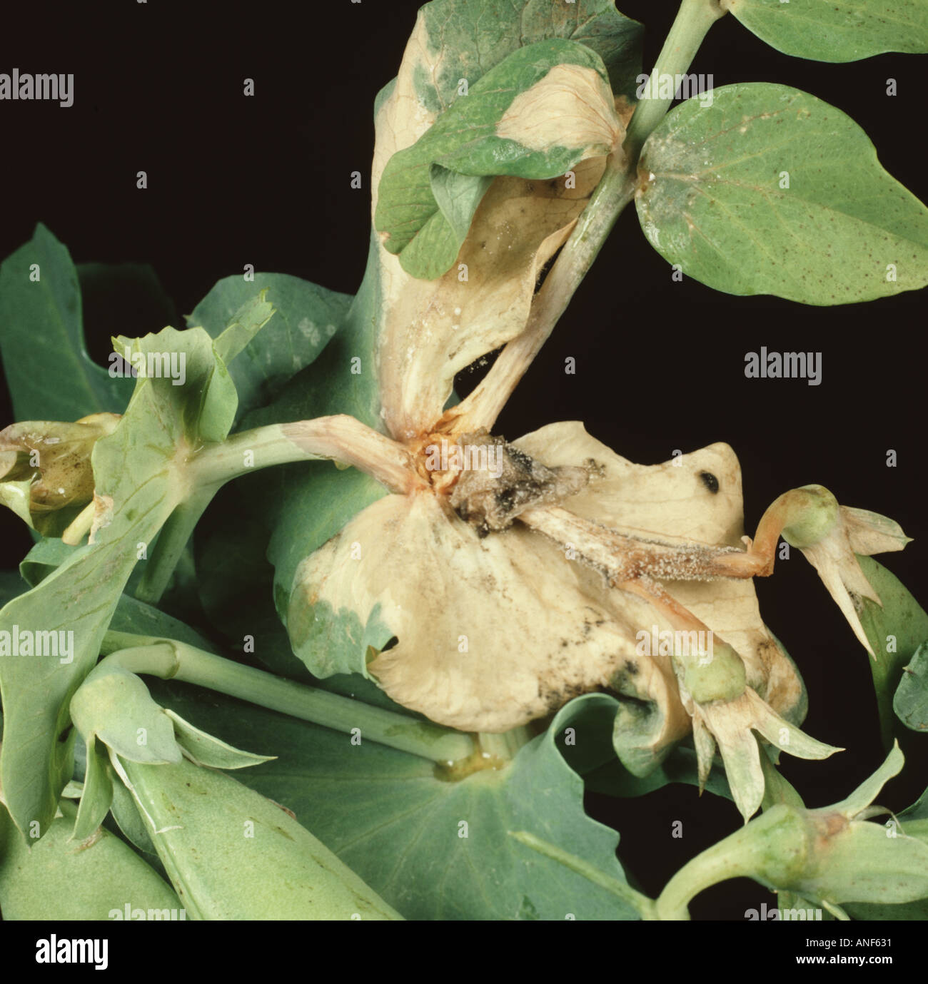 El moho gris Botrytis cinerea infección sobre hojas de guisante Pisum sativum axial con algunos micelios desarrollo Foto de stock