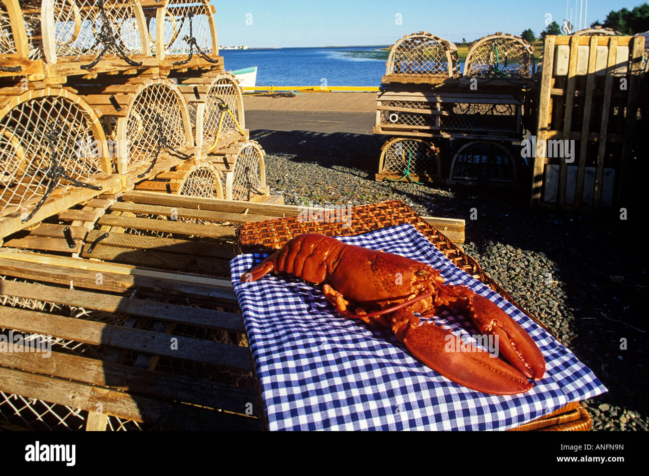 Langosta cocida y trampas, el Canadá atlántico. Foto de stock