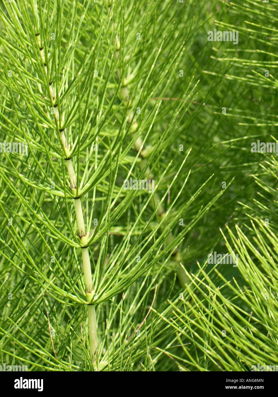 Vista de cerca de una masa de plantas Equiseto o cola de caballo equisetum arvense Foto de stock