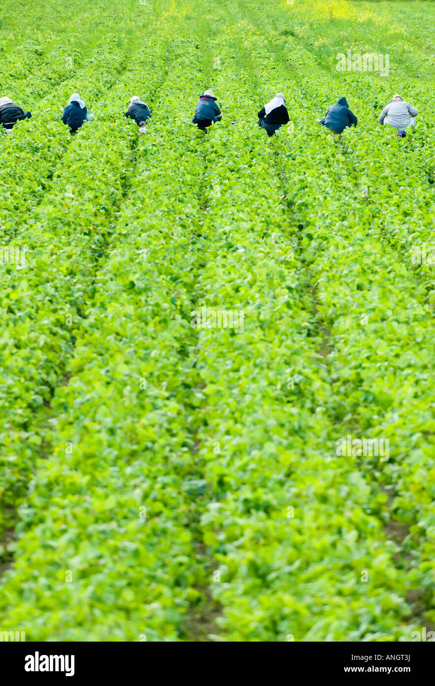 Los trabajadores recogiendo fresas en una granja en el Valle Cowichan, cerca de Duncan, Isla de Vancouver, British Columbia, Canadá. Foto de stock