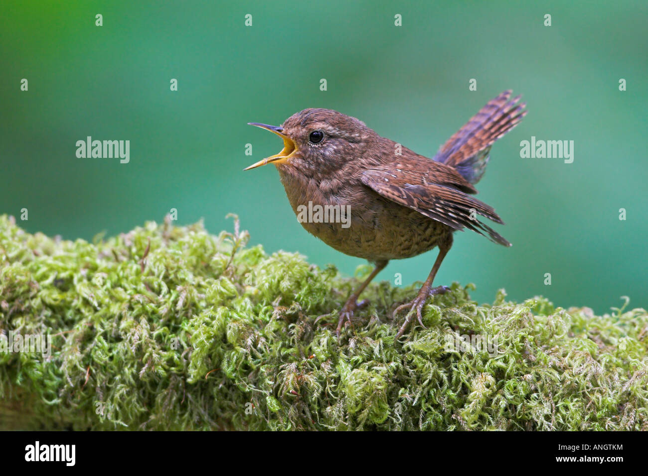 Un invierno Wren (Troglodytes troglodytes) cantando desde una sucursal de musgo en Goldstream Provincial Park en British Columbia, Canadá. Foto de stock