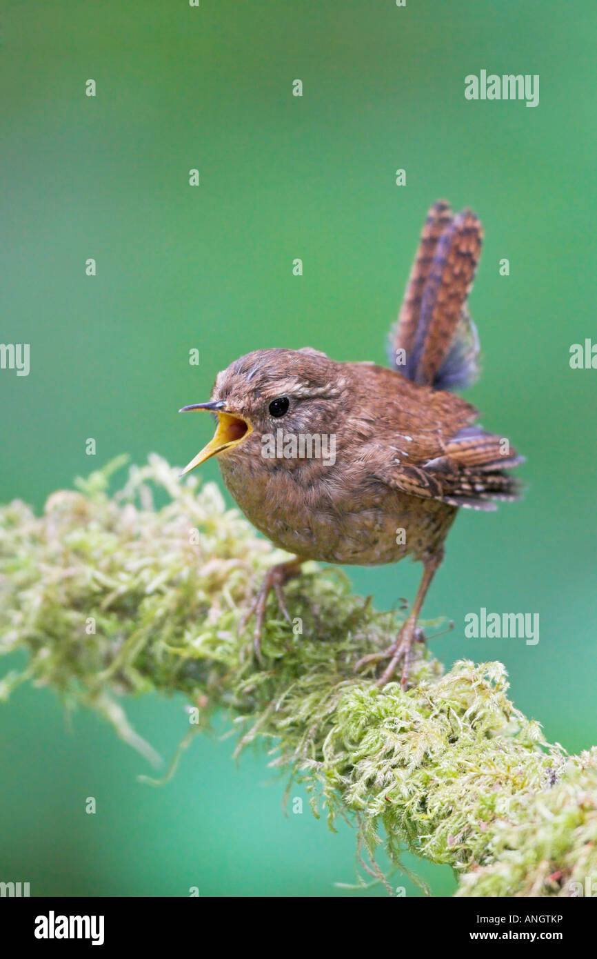 Un invierno Wren (Troglodytes troglodytes) cantando desde una sucursal de musgo en Goldstream Provincial Park en British Columbia, Canadá. Foto de stock