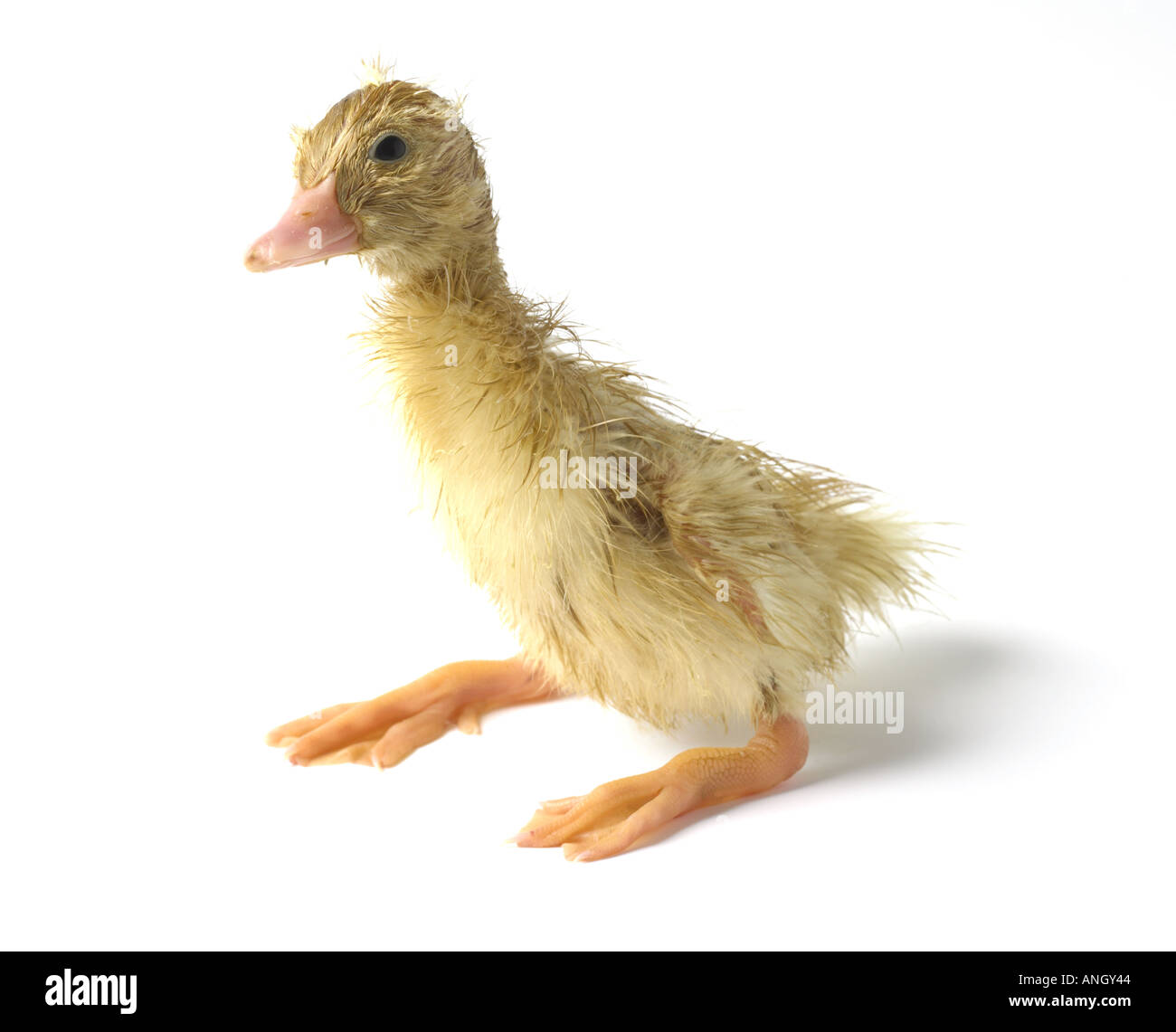 Patito recién nacido conceptos animales amarillos fotografías e imágenes de  alta resolución - Alamy