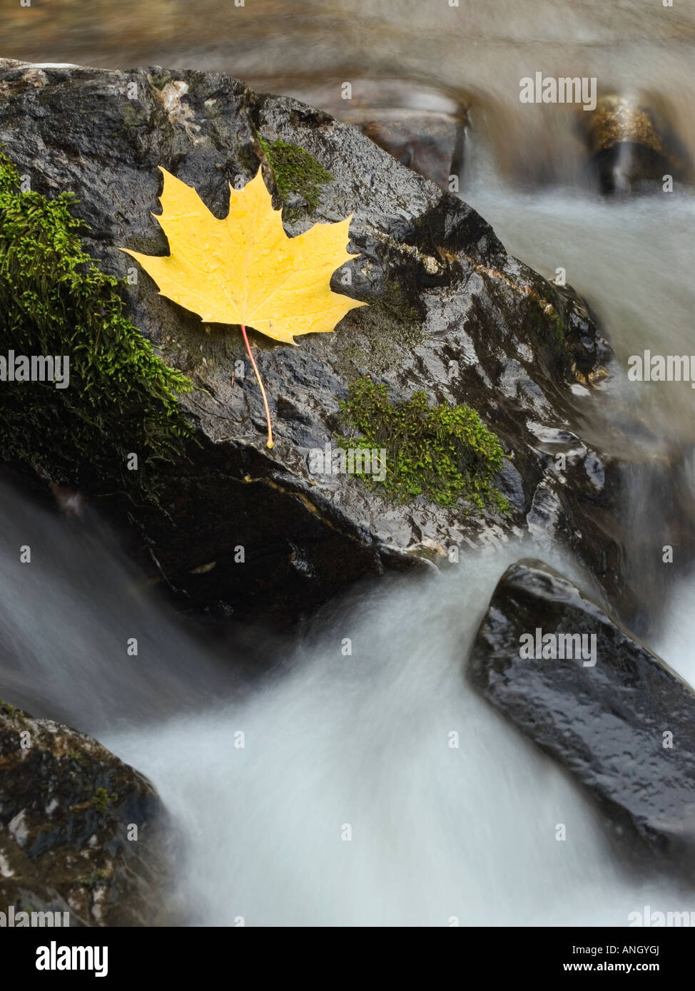 Maple Leaf sobre una roca en un arroyo cerca de Kamloops, British Columbia, Canadá. Foto de stock