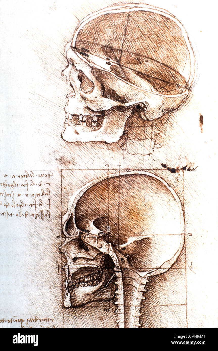 Estudios anatómicos del cráneo humano de Leonardo da Vinci Foto de stock