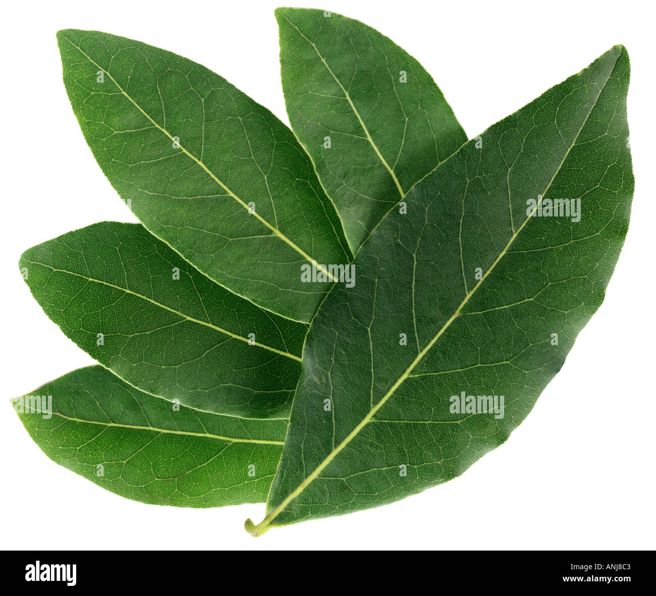 Planta de hoja de laurel fotografías e imágenes de alta resolución Página 3 Alamy