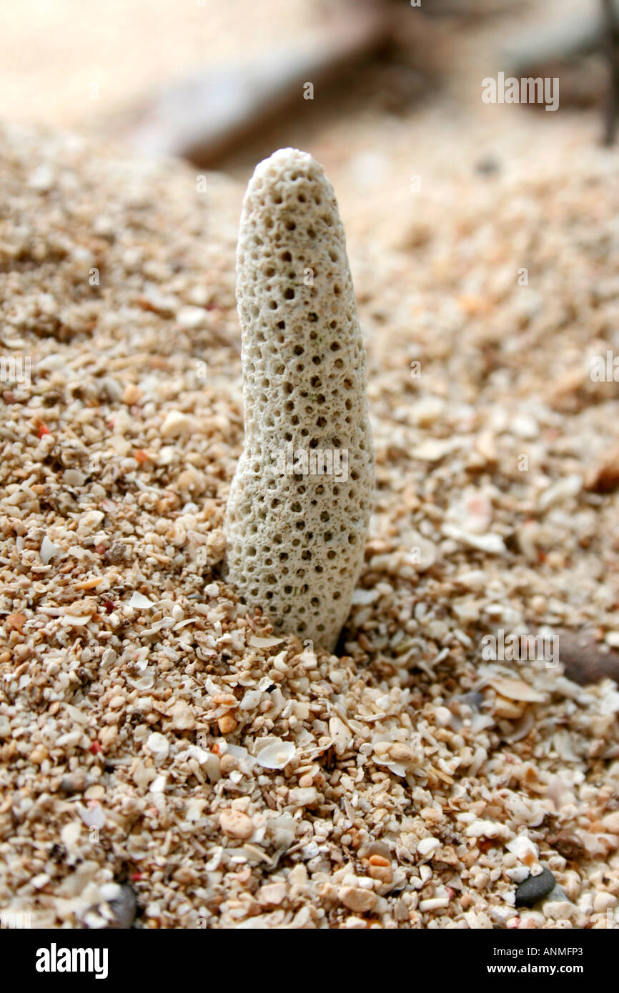 Cierre de un caracol porosa blanca larga en el suelo en Jolly boya Andaman Beach Foto de stock