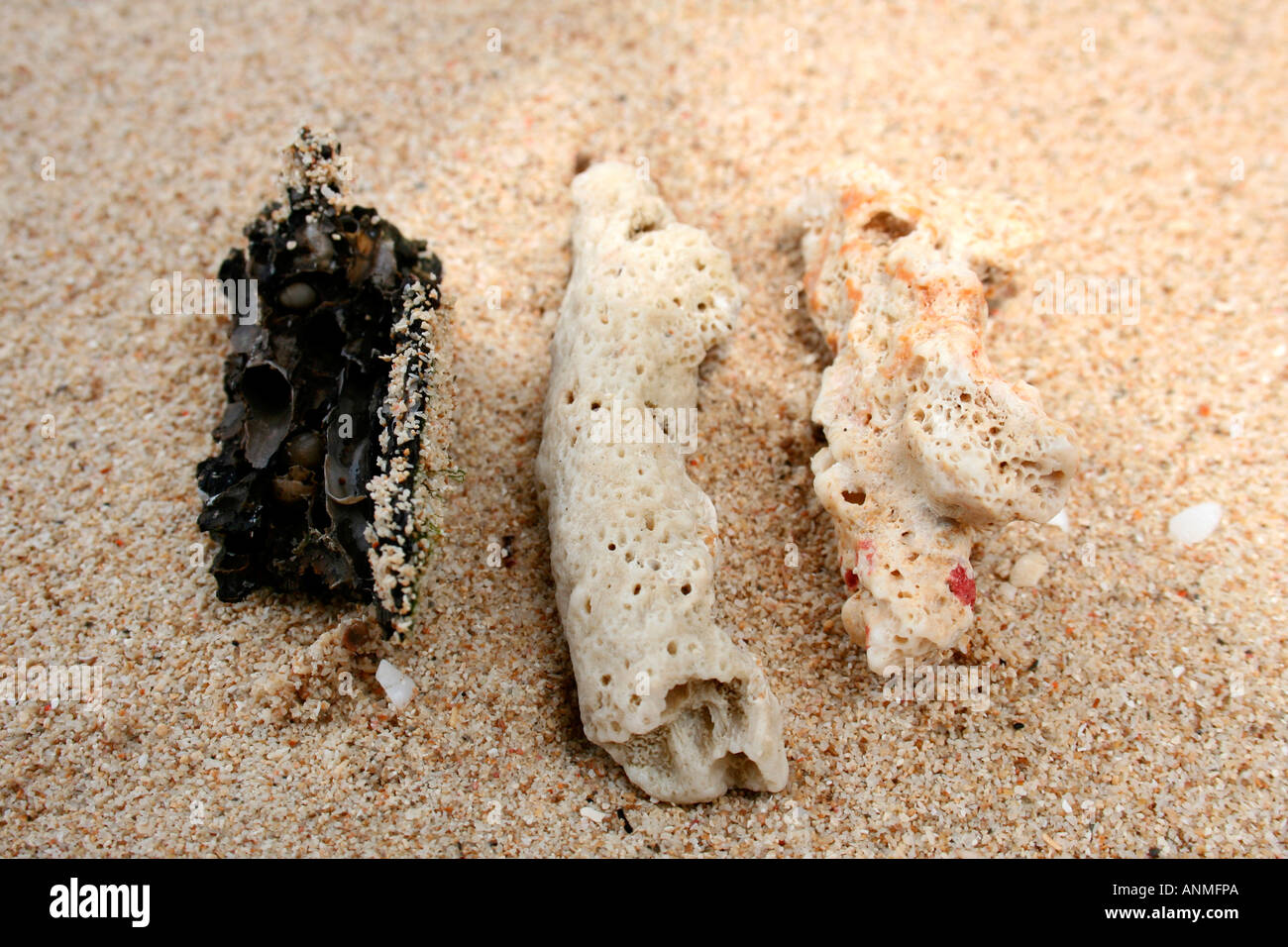 Cerca de dos conchas junto con un trozo de madera carbonizada en Jolly boya Andaman Beach Foto de stock