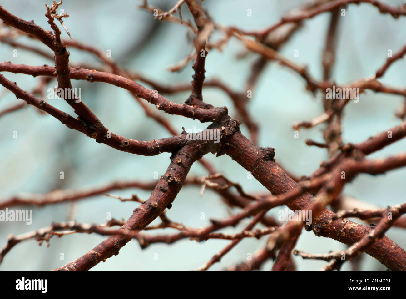 Una vista de cerca de las ramas de un árbol seco en Jolly boya Andaman Foto de stock