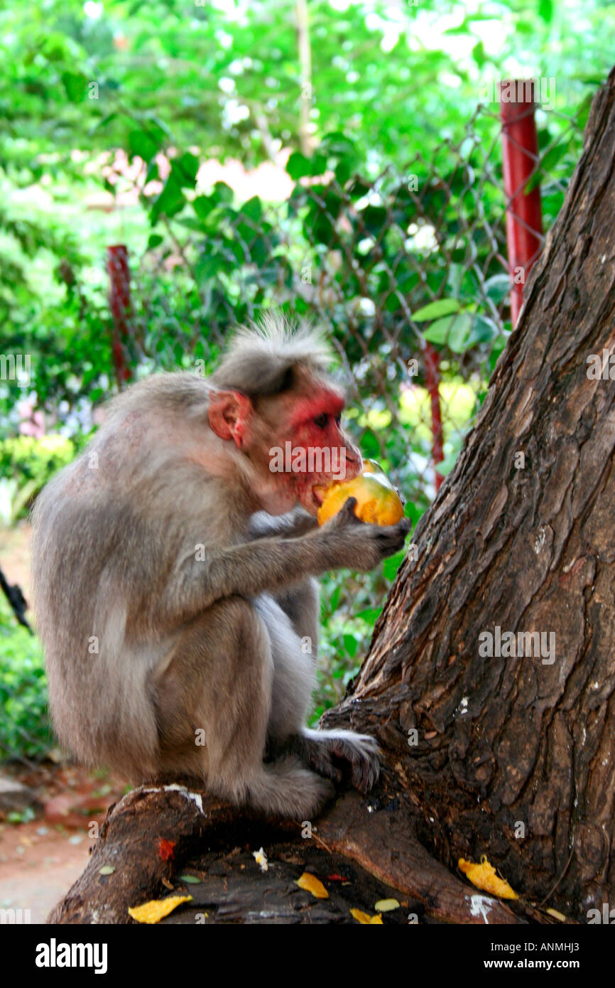 Cerca de un mono sentado sobre la rama de un árbol comiendo un mango Foto de stock