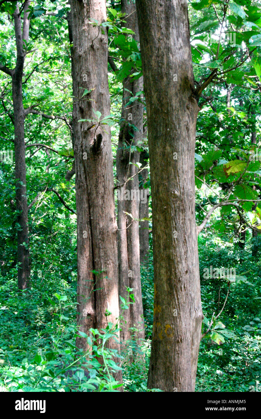 Un cierre para arriba de los troncos de los árboles de teca en el bosque en Nelliyampathi, Kerala Foto de stock
