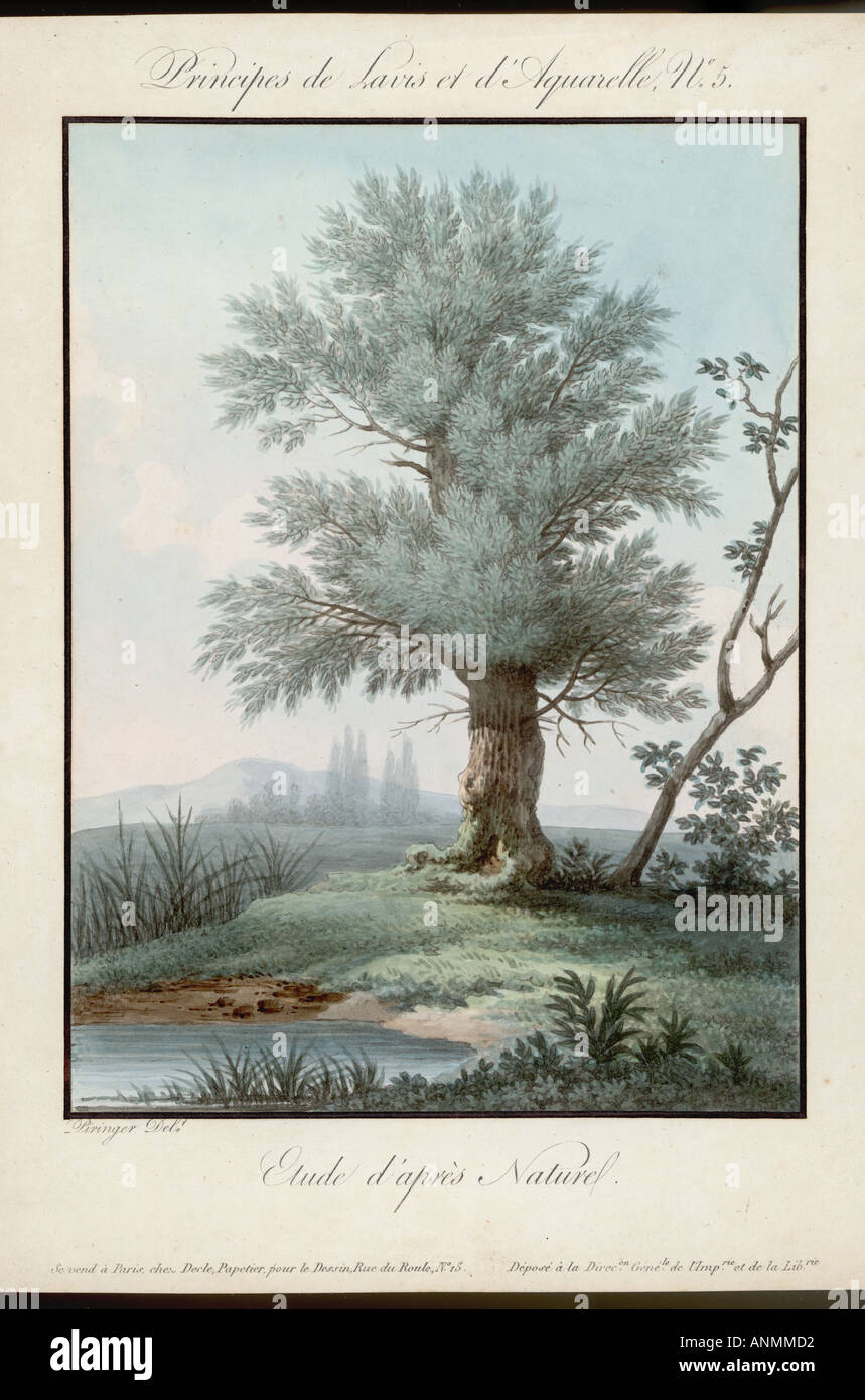 Willow Aguatinta 1850 Foto de stock