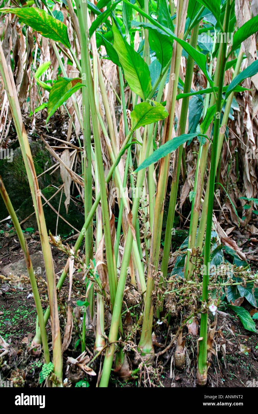 Cardamomo plantas en Pothamedu en Munnar Foto de stock