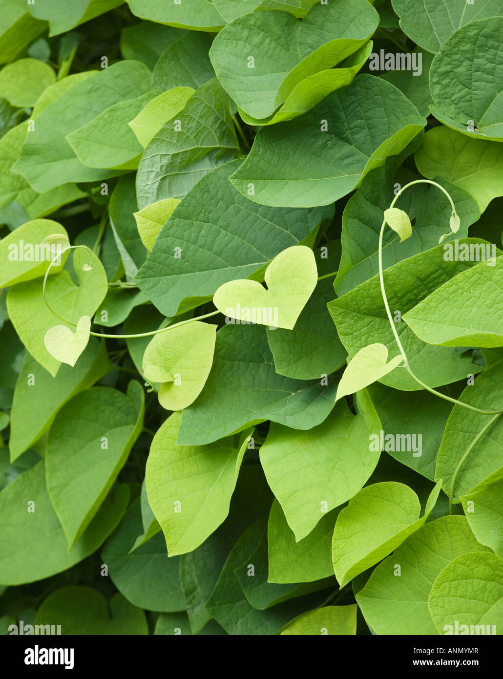 Cerca de hojas en forma de corazón, Maine, Estados Unidos Foto de stock