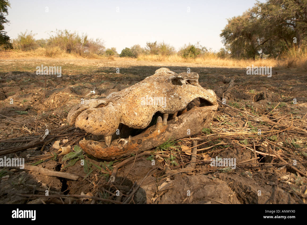 El cocodrilo del Nilo Crocodylus niloticus cráneo en un lecho de río