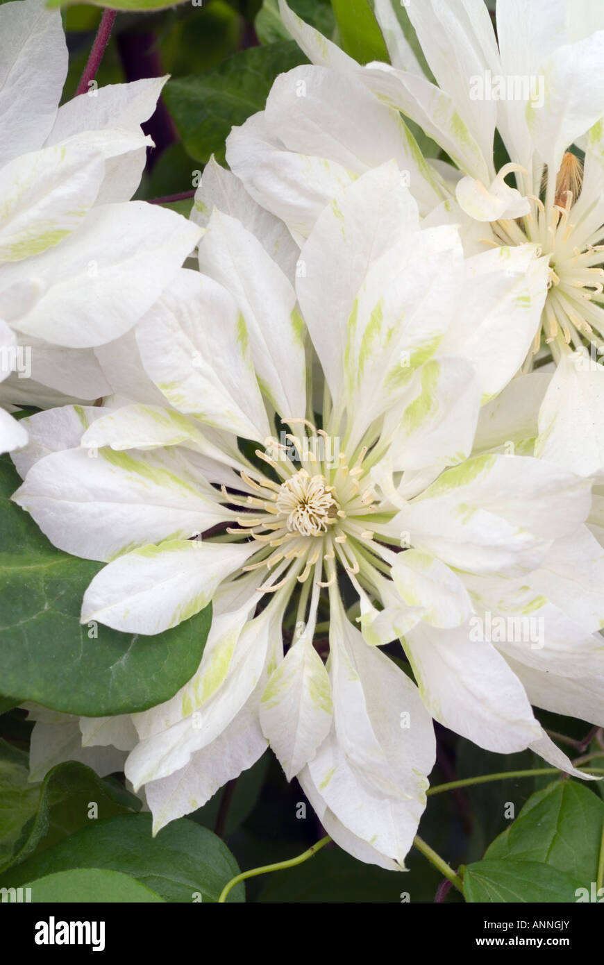 Clematis 'yukiokoshi' flores dobles blancas closeup cerrar patens con matices verdes inusual, jardín de flores perennes vid de escalada Foto de stock