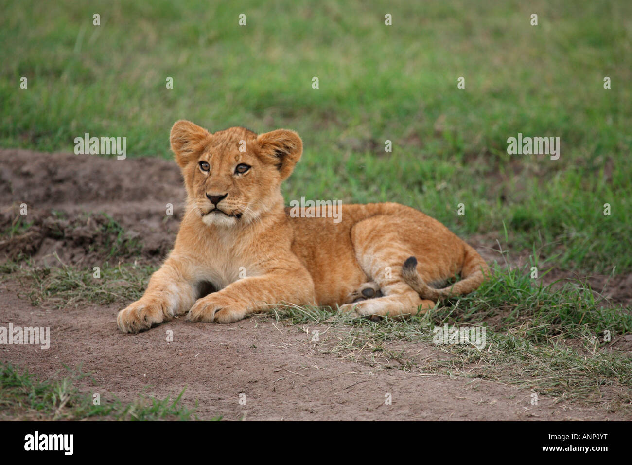 Cachorro de león Panthera leo Masai Mara Kenya safari africano de Vida Silvestre de pieles de gato salvaje joven león Foto de stock
