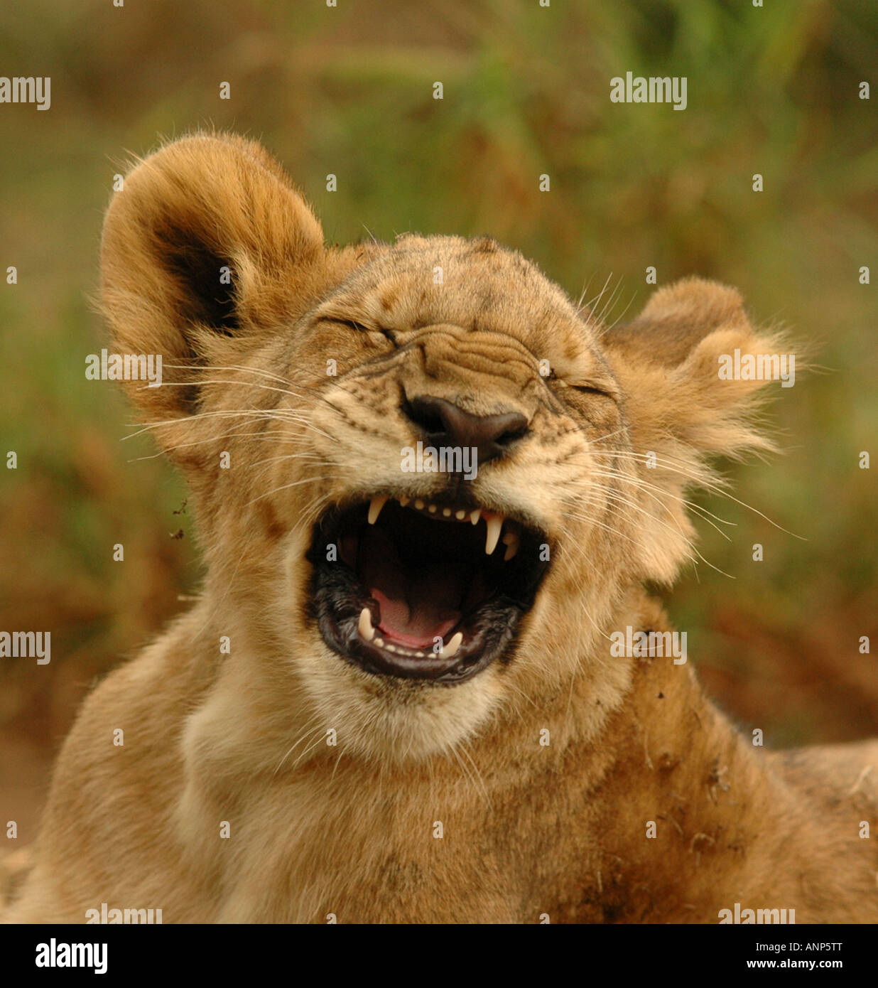 5 mes de edad Cachorro de león Foto de stock