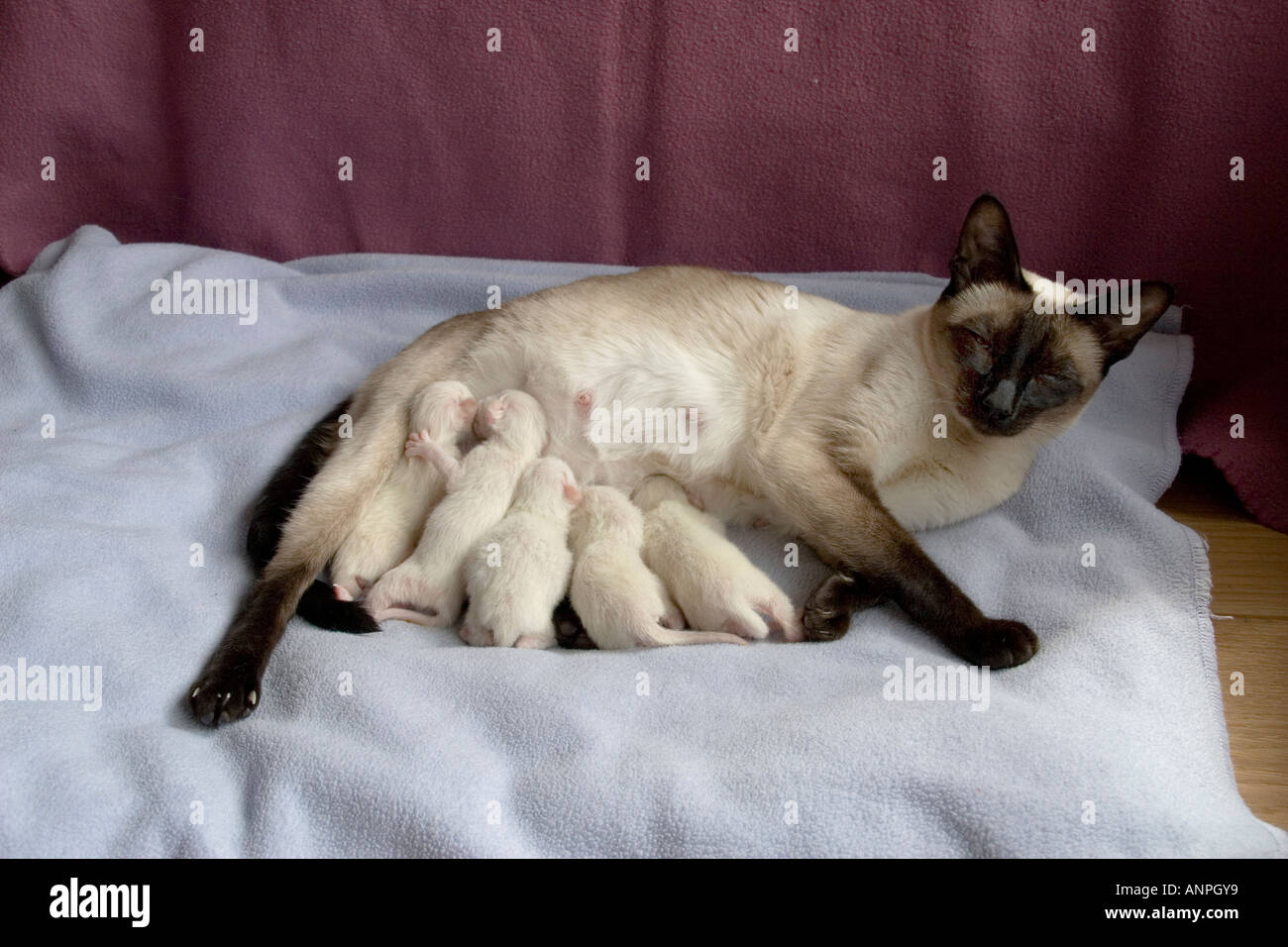 Recién nacido siameses seal point gatitos mamando de la madre cat  Fotografía de stock - Alamy