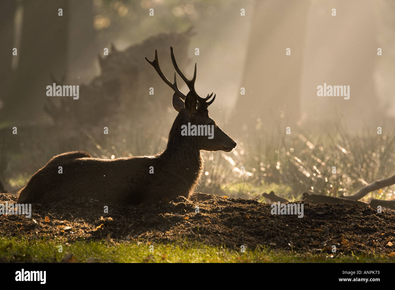 Ciervo rojo Cervus elaphus ciervo en jóvenes soleada glade Londres Richmond Park Foto de stock
