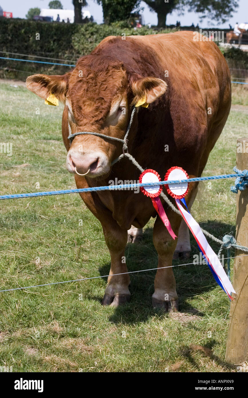 Bovinos pisadas muestran y juzgados en show agrícola Limerick Irlanda Foto de stock