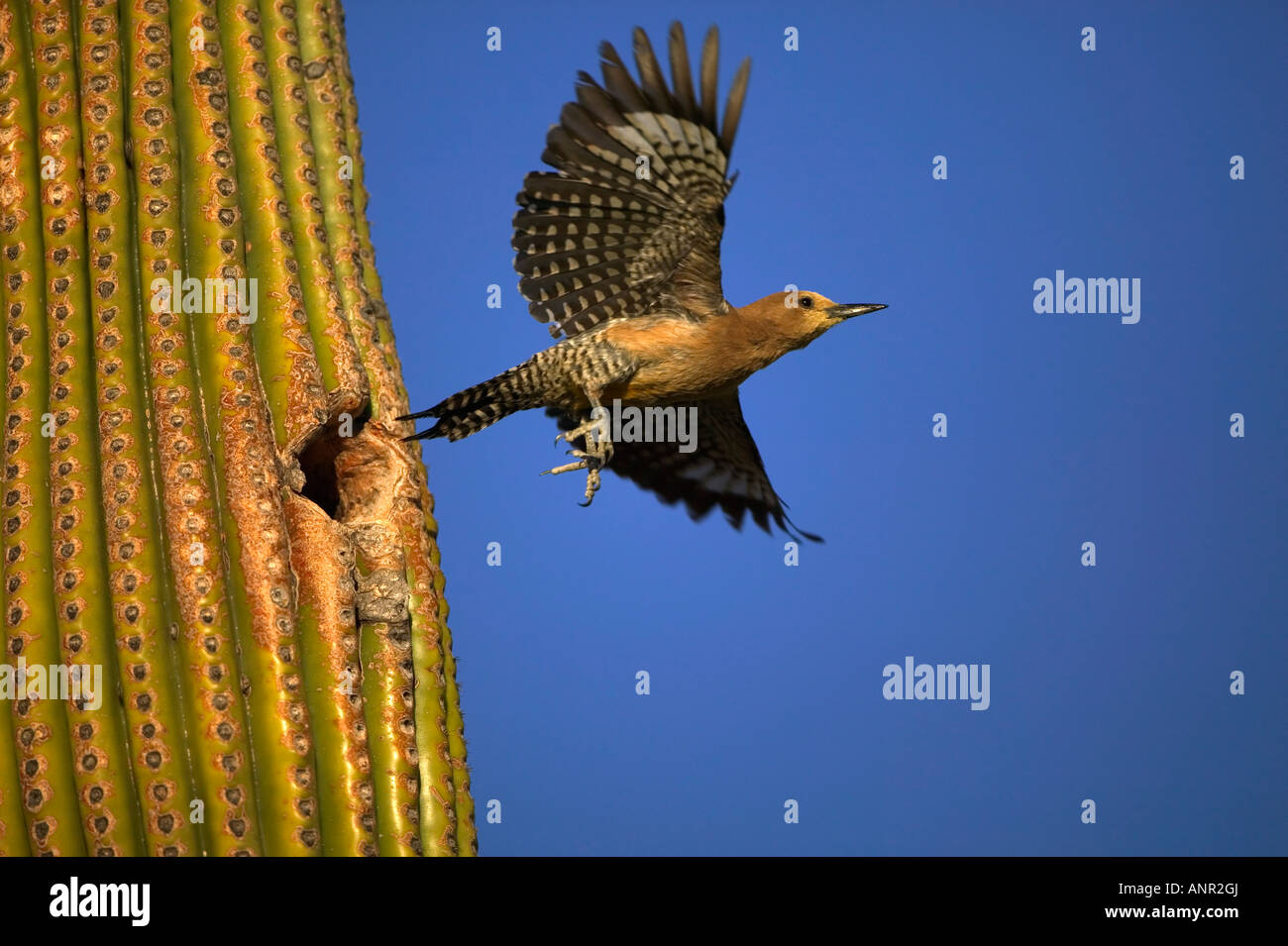 Gila Woodpecker (Melanerpes uropygialis) En vuelo dejando anidar agujero - Arizona - EE.UU. Foto de stock
